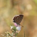 Polyommatus icarus